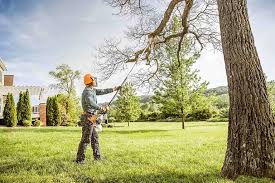 Best Fruit Tree Pruning  in North Massapequa, NY